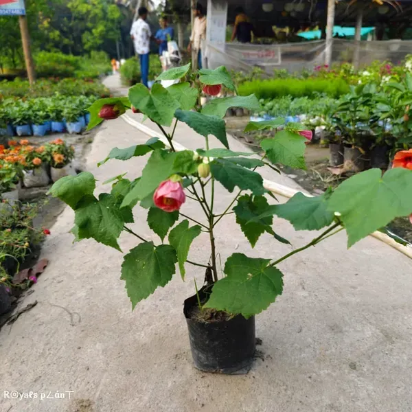 Pink_Lantern_Hibiscus_Flower_Plant