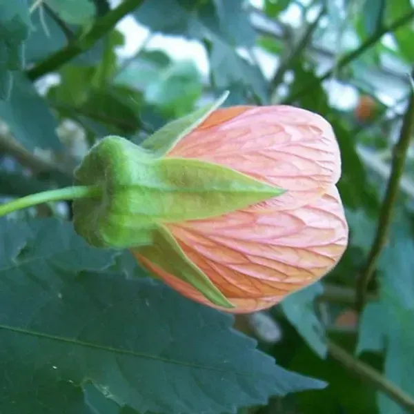 Pink_Lantern_Hibiscus_Flower_Plant