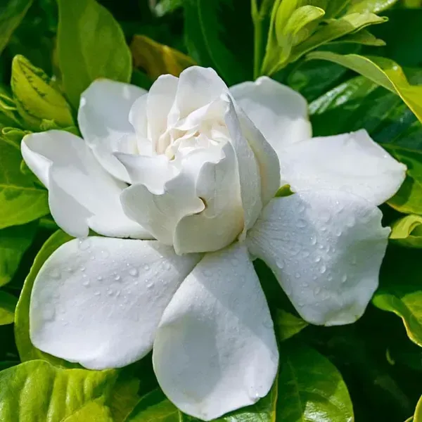 Mogra_Arabian_Jasmine_Perfuming_Flower_Plant_White