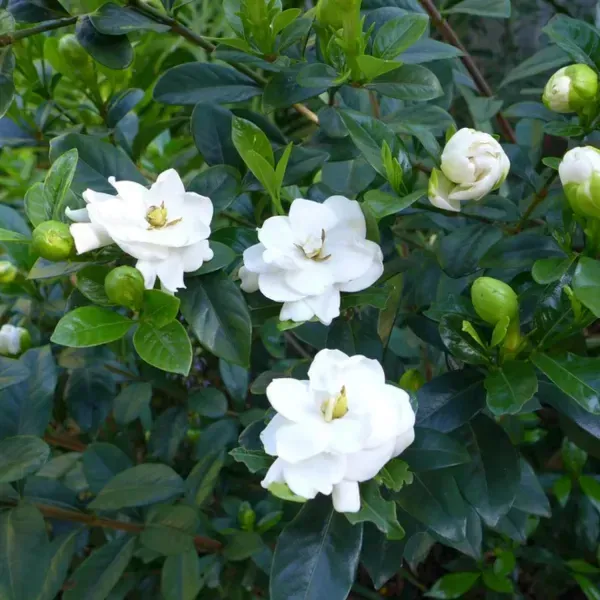 Mogra_Arabian_Jasmine_Perfuming_Flower_Plant_White