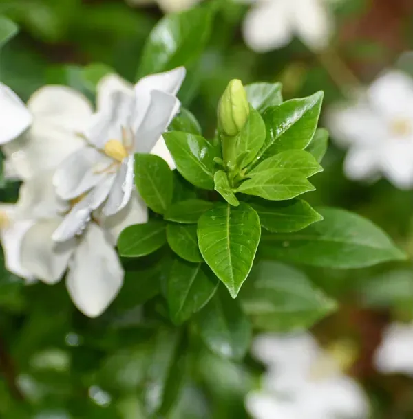 Mogra_Arabian_Jasmine_Perfuming_Flower_Plant_White