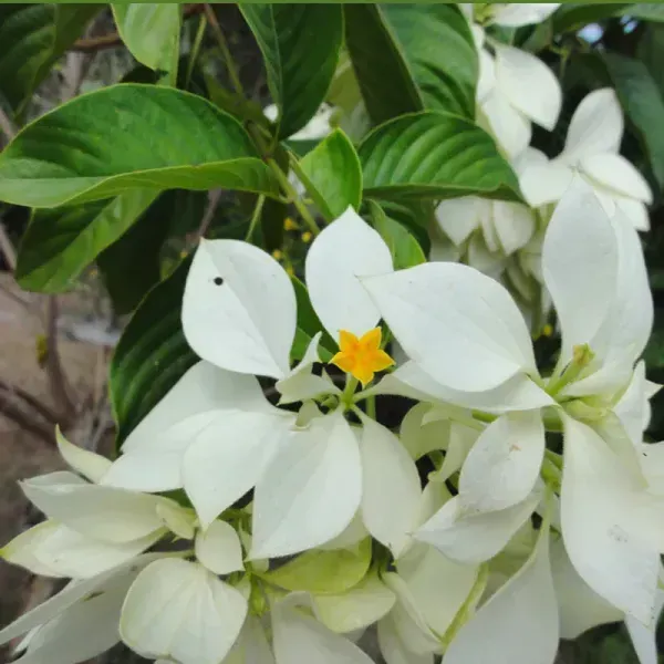 Mussaenda_Philippica_Flower_Plant_White
