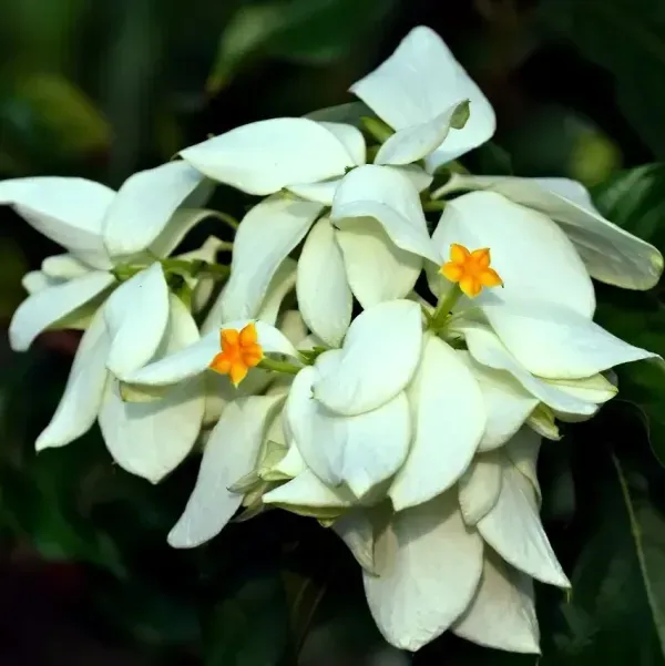 Mussaenda_Philippica_Flower_Plant_White