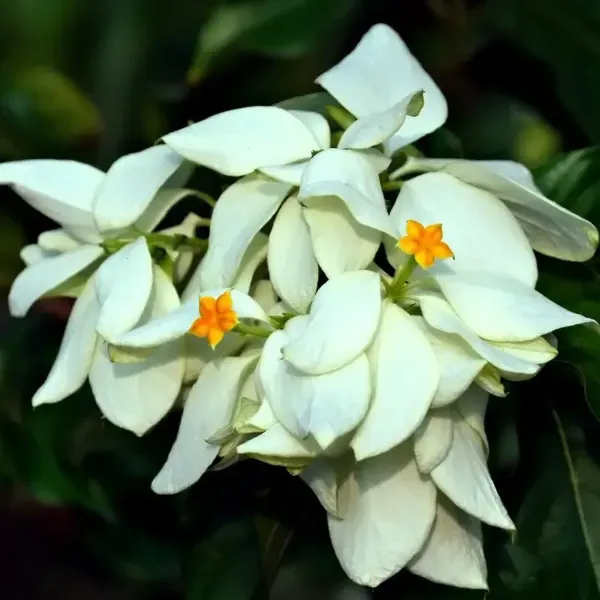 Mussaenda_Philippica_Flower_Plant_White