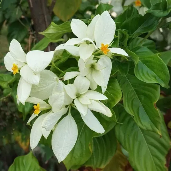 Mussaenda_Philippica_Flower_Plant_White