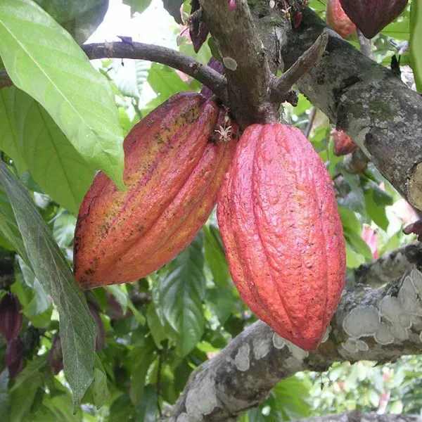 Cocoa_Chocolate_Live_Fruit_Plant_Red