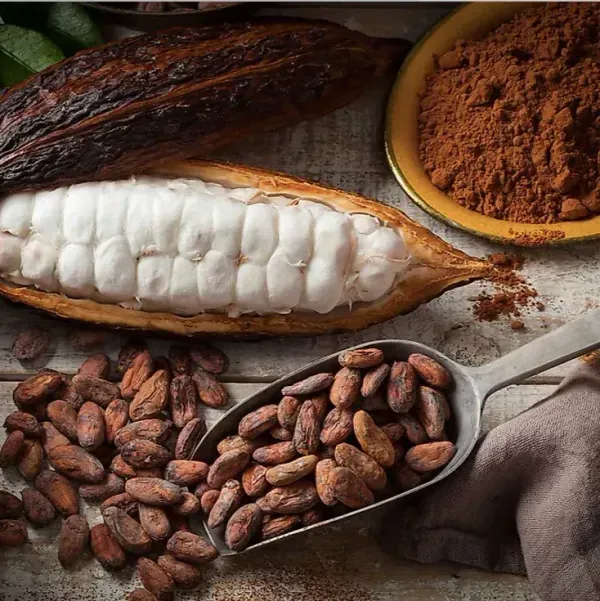 Cocoa_Chocolate_Live_Fruit_Plant_Red