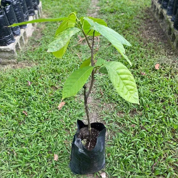 Cocoa_Chocolate_Live_Fruit_Plant_Red