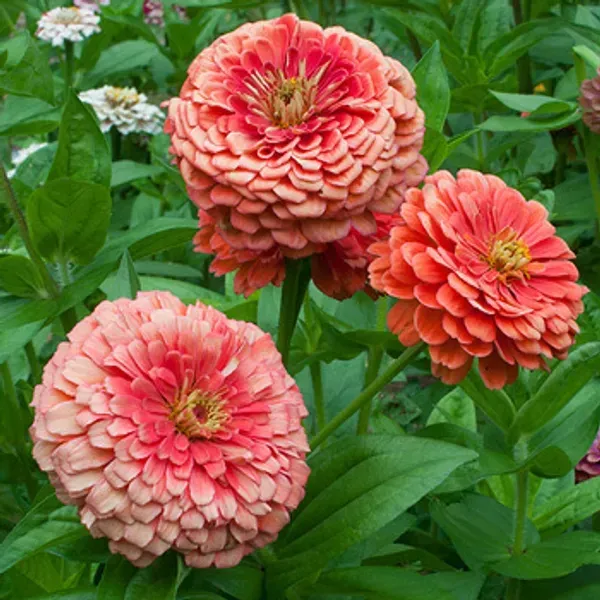 Zinnia_Flower_Plant_Orange_Next_Level