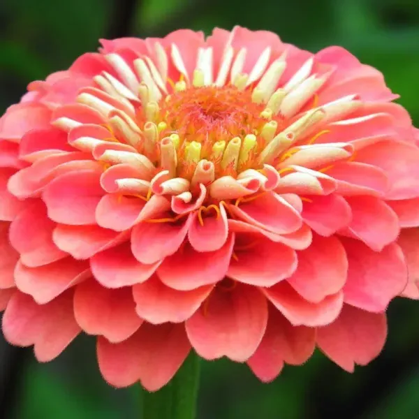 Zinnia_Flower_Plant_Orange_Next_Level