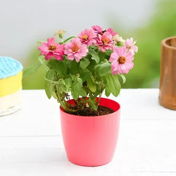 Zinnia_Flower_Plant_Orange_Next_Level