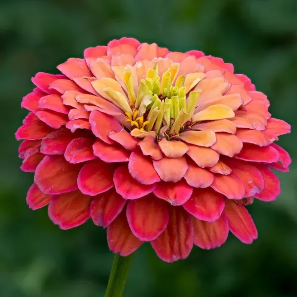 Zinnia_Flower_Plant_Orange_Next_Level