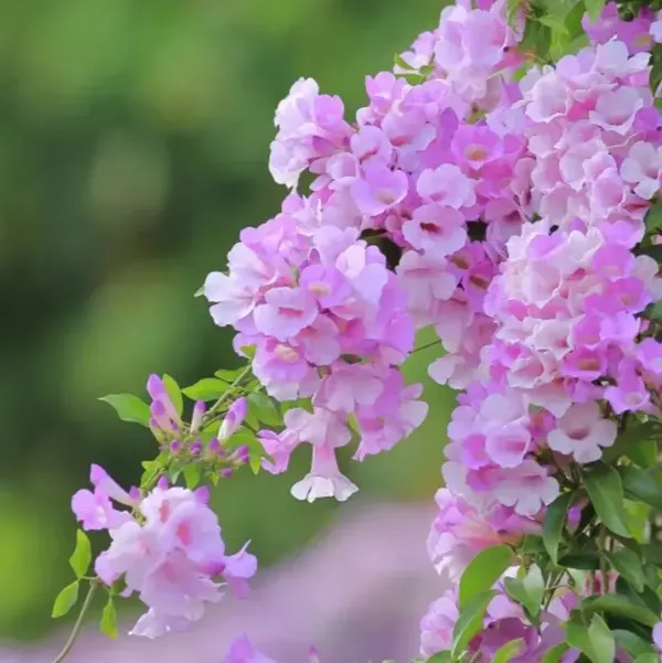 Garlic_Vine_Flower_Plant_For_Home_Garden