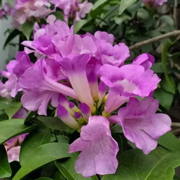 Garlic_Vine_Flower_Plant_For_Home_Garden