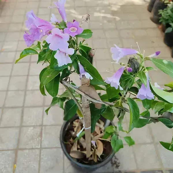 Garlic_Vine_Flower_Plant_For_Home_Garden