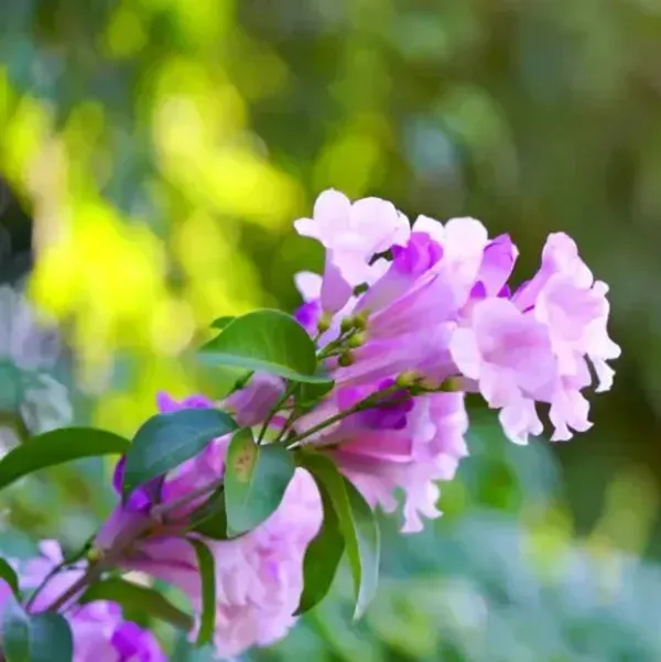 Garlic_Vine_Flower_Plant_For_Home_Garden
