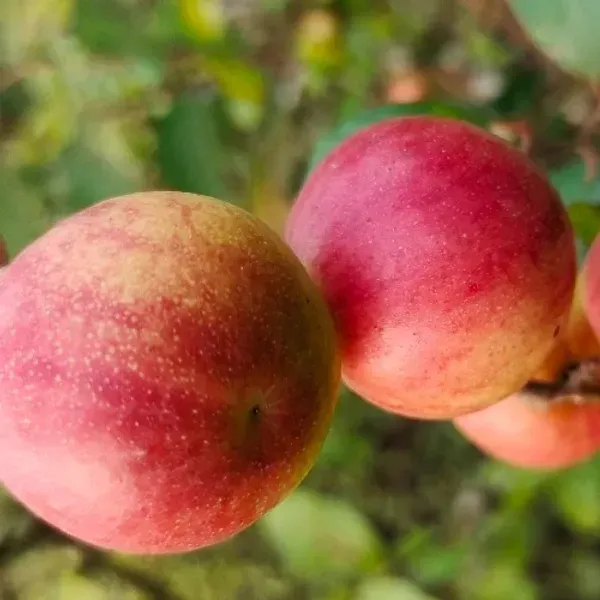 All_Time_Red_Apple_Ber_Grafting_Fruit_Plant