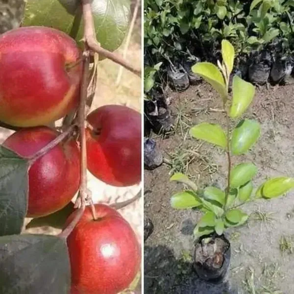 All_Time_Red_Apple_Ber_Grafting_Fruit_Plant