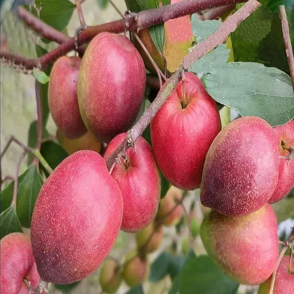 All_Time_Red_Apple_Ber_Grafting_Fruit_Plant
