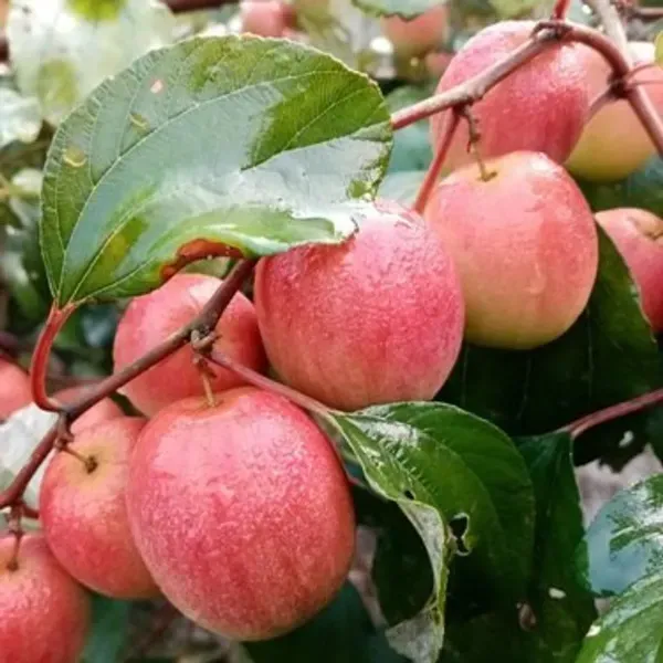 All_Time_Red_Apple_Ber_Grafting_Fruit_Plant