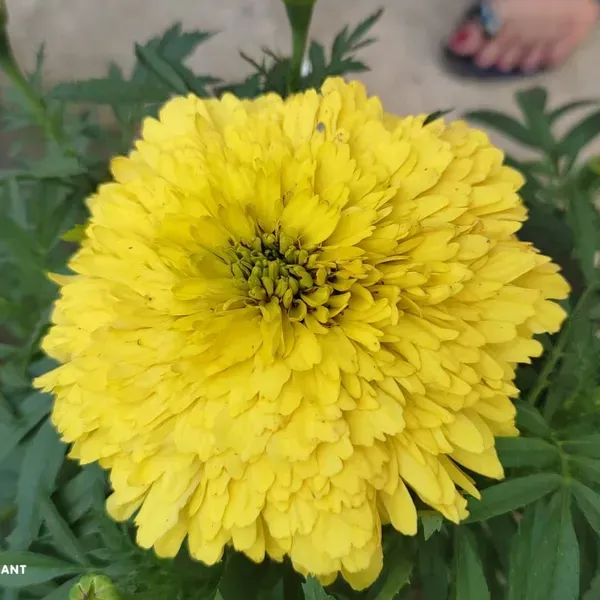 Hybrid_Inca_Variety_Marigold_Flower_Plant_Yellow