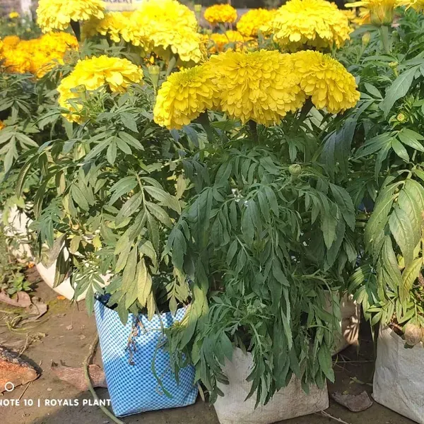 Hybrid_Inca_Variety_Marigold_Flower_Plant_Yellow
