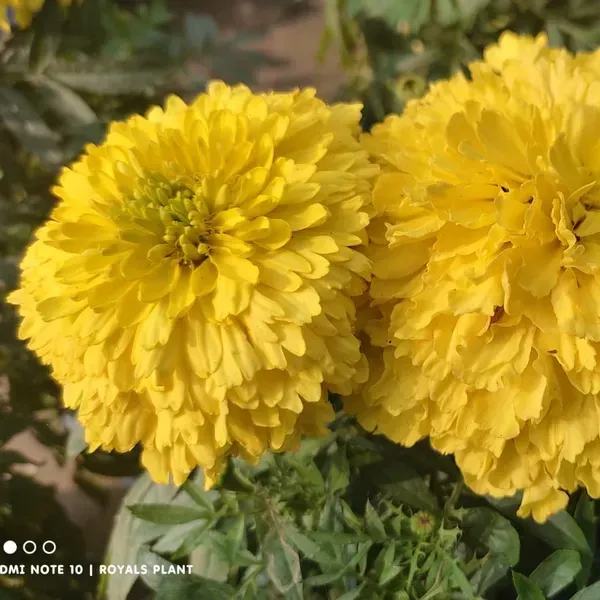 Hybrid_Inca_Variety_Marigold_Flower_Plant_Yellow