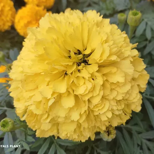 Hybrid_Inca_Variety_Marigold_Flower_Plant_Yellow