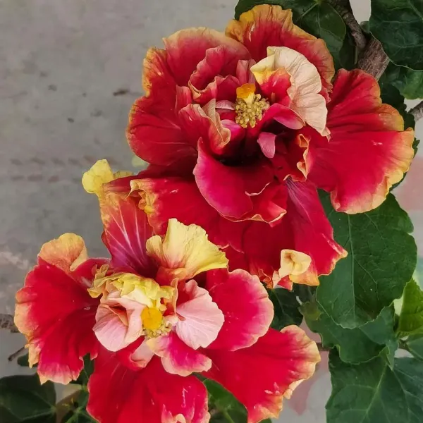 Double_Petal_Variety_Grafted_Hibiscus_Flower_Plant