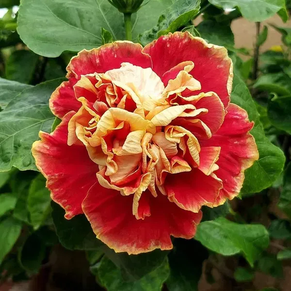 Double_Petal_Variety_Grafted_Hibiscus_Flower_Plant