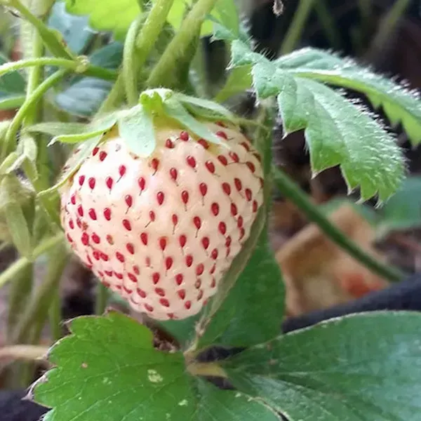White_Strawberry_Fruit_Plant_For_Home_Garden