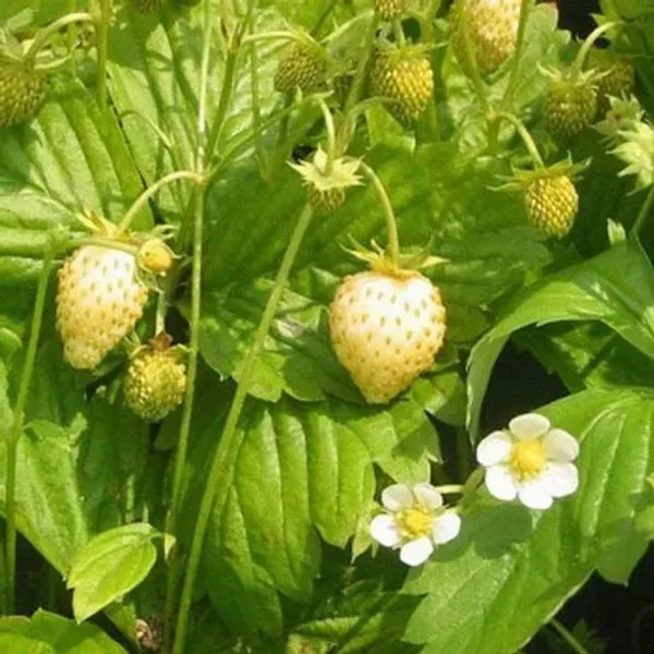 White_Strawberry_Fruit_Plant_For_Home_Garden