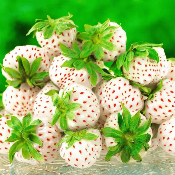 White_Strawberry_Fruit_Plant_For_Home_Garden