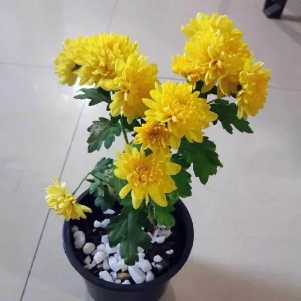 Chrysanthemum_Chandramallika_Flower_Plant_Yellow