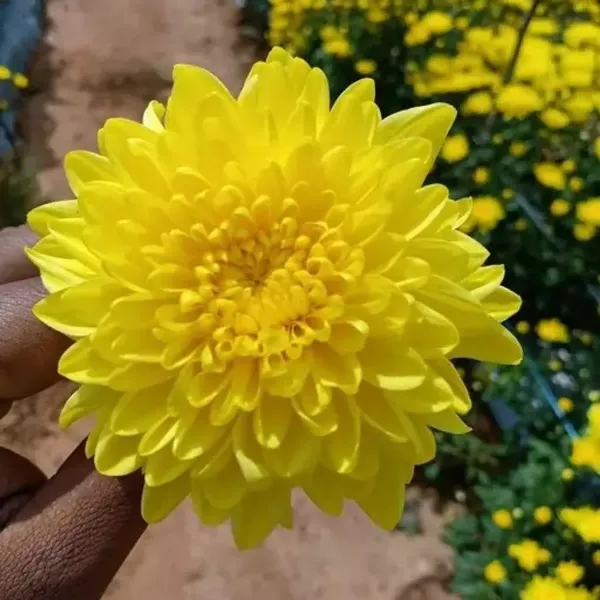 Chrysanthemum_Chandramallika_Flower_Plant_Yellow