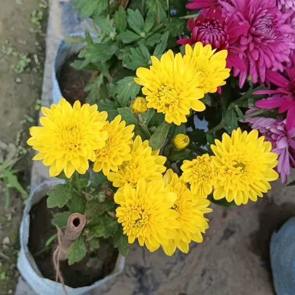 Chrysanthemum_Chandramallika_Flower_Plant_Yellow
