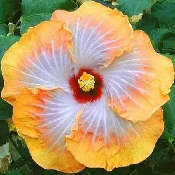 Australian_Variety_Grafted_Hibiscus_Flower_Plant