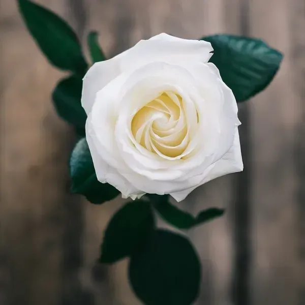 Climbing_Rose_Flower_Plant_White