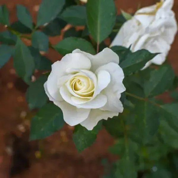 Climbing_Rose_Flower_Plant_White