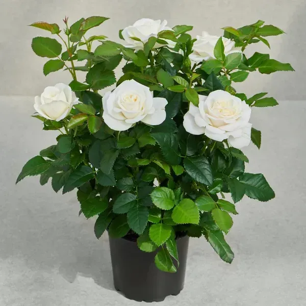 Climbing_Rose_Flower_Plant_White