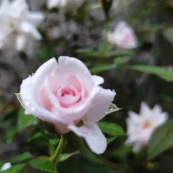 Climbing_Rose_Flower_Plant_White