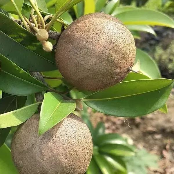 California_Chikoo_Fruit_Plant_For_Home_Garden