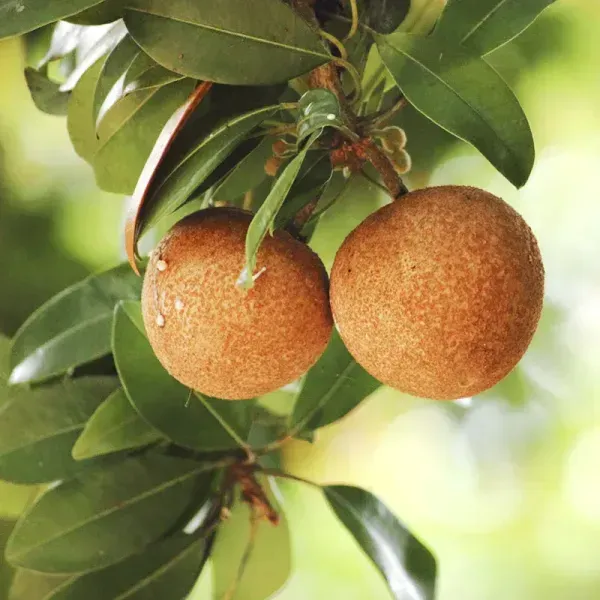 California_Chikoo_Fruit_Plant_For_Home_Garden