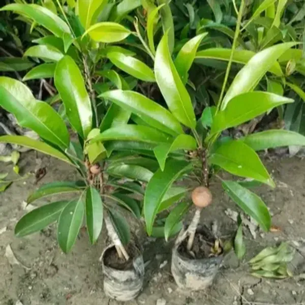 California_Chikoo_Fruit_Plant_For_Home_Garden