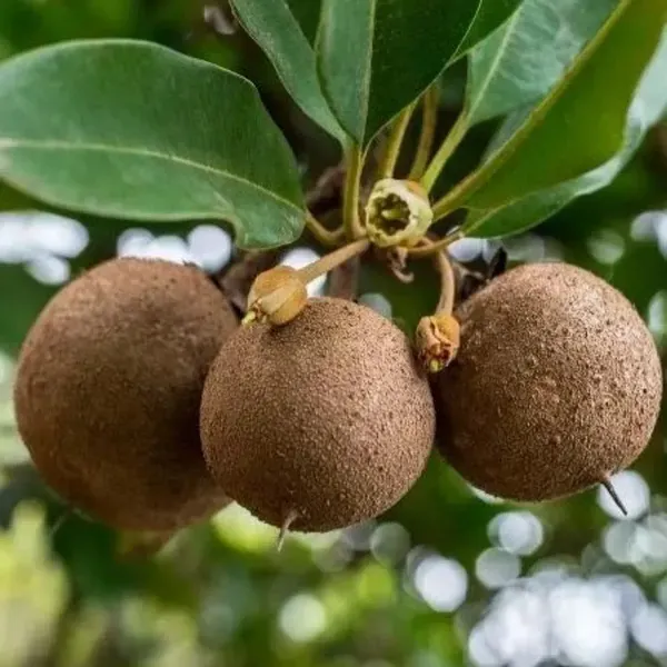 California_Chikoo_Fruit_Plant_For_Home_Garden