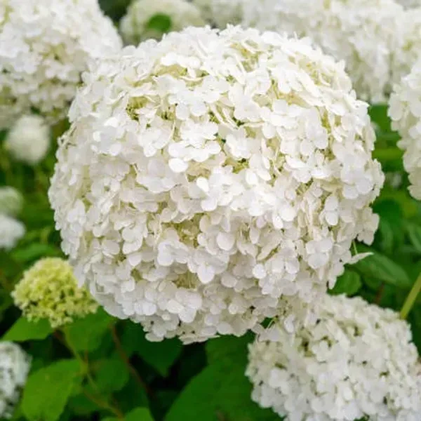 Hybrid_Hydrangea_Flower_Plants_White