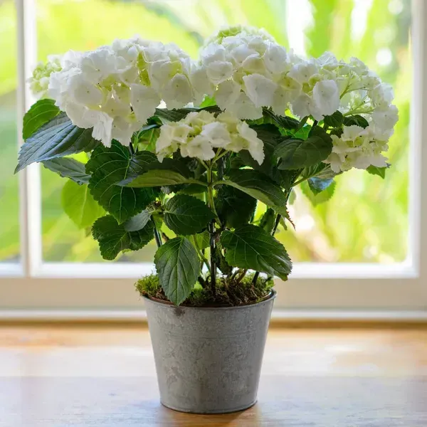Hybrid_Hydrangea_Flower_Plants_White