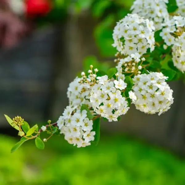 Hybrid_Hydrangea_Flower_Plants_White