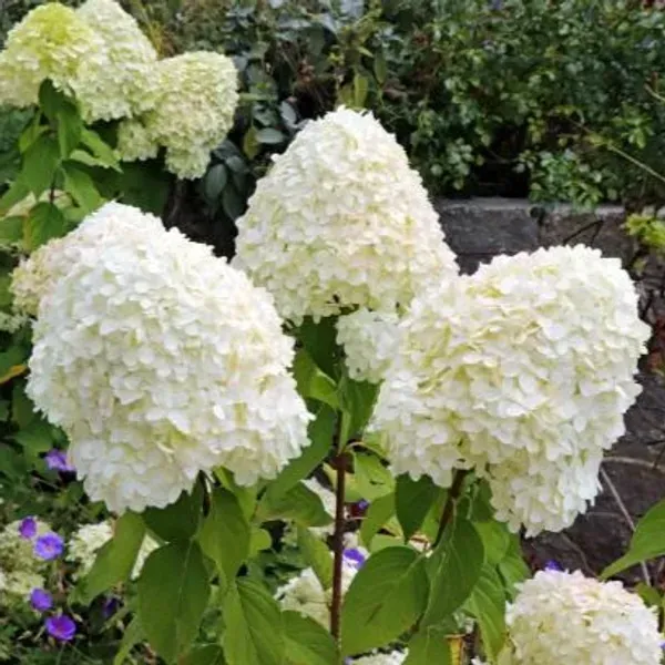 Hybrid_Hydrangea_Flower_Plants_White