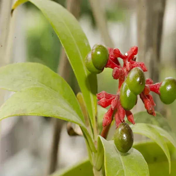 Sarpagandha_Medicinal_Live_Plant
